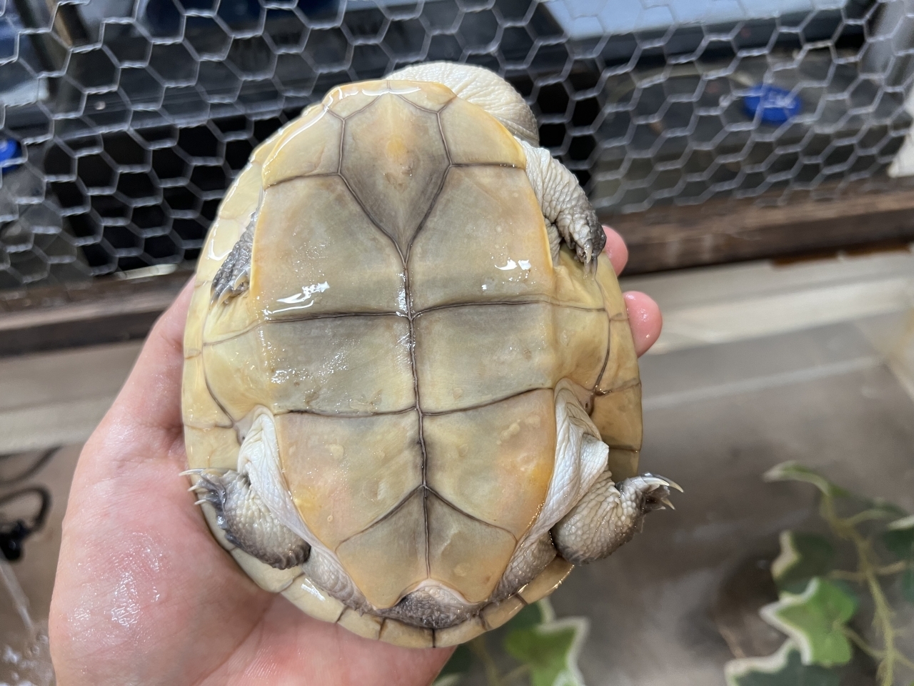 チモールナガクビガメ(5)