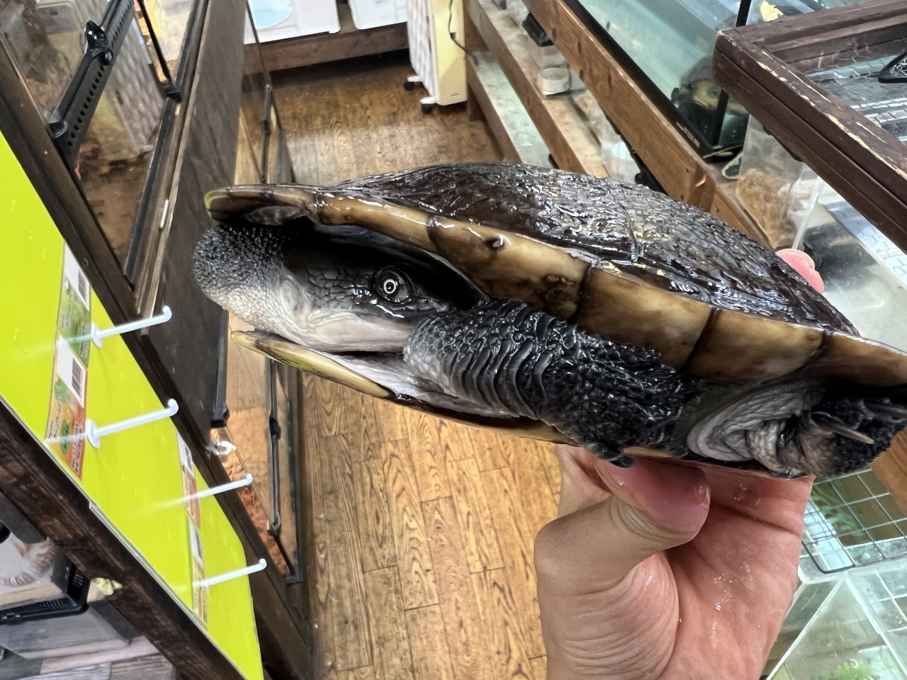 マッコードナガクビガメ（完品）(3)