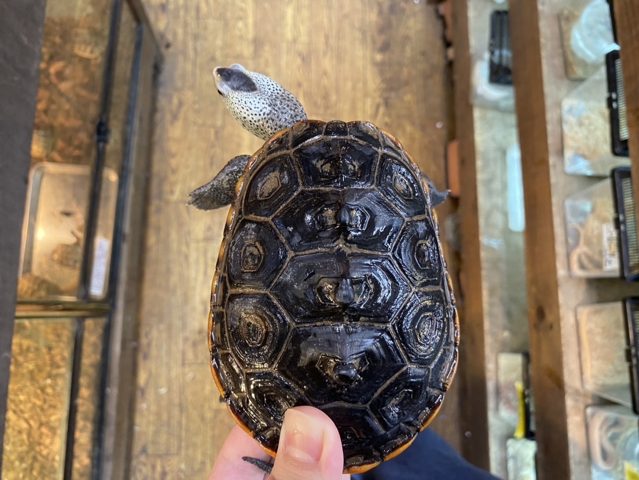 テキサスダイヤモンドバックテラピン(1)