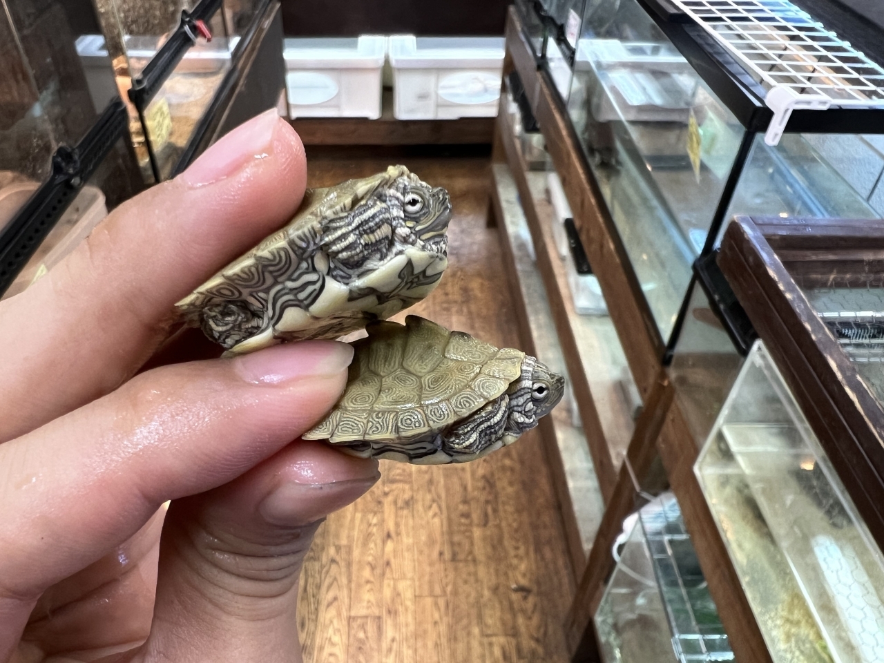 ケイグルチズガメ(3)