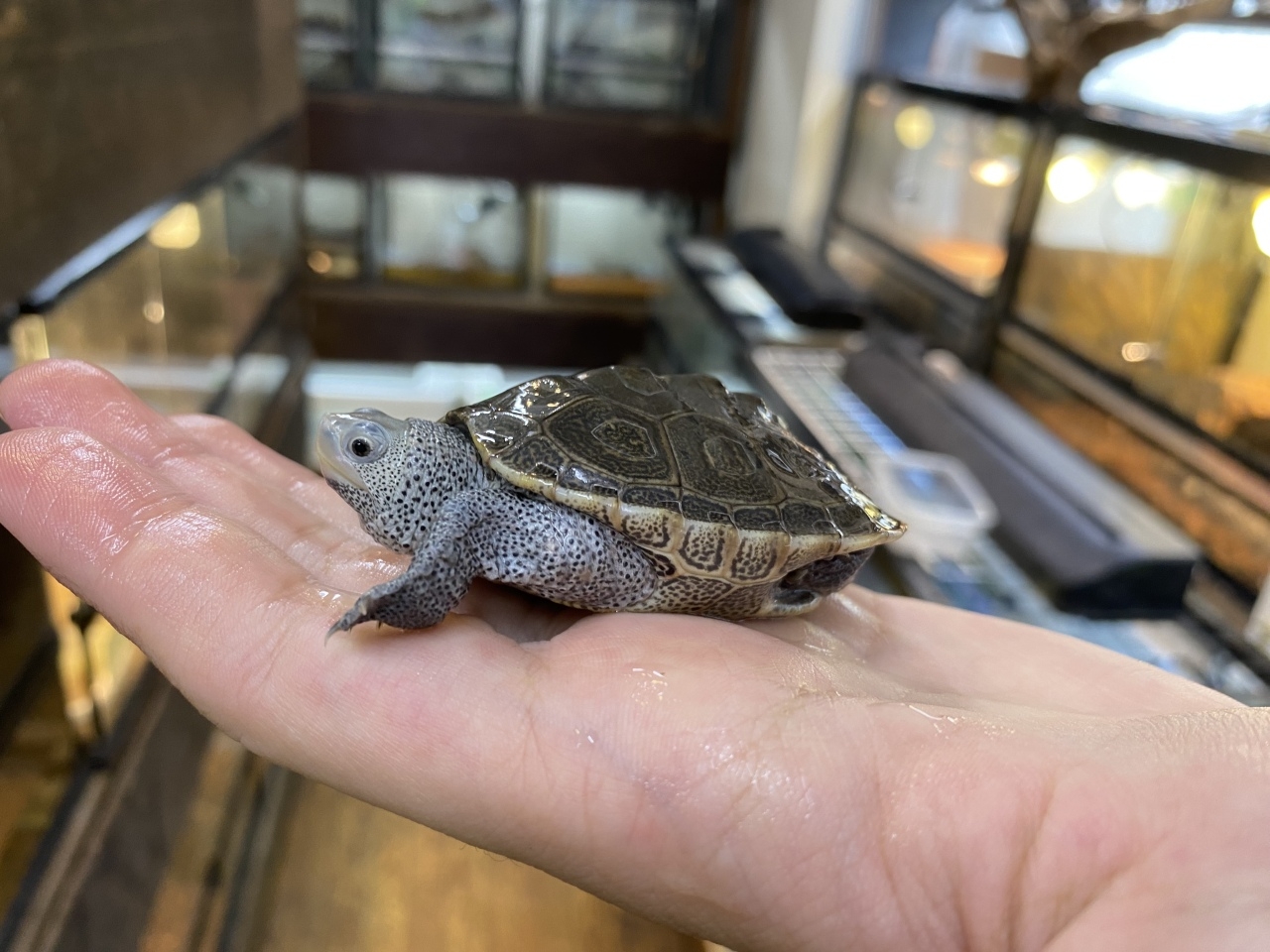 カロリナダイヤモンドバックテラピン(1)