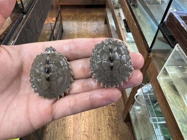 キタクロコブチズガメ