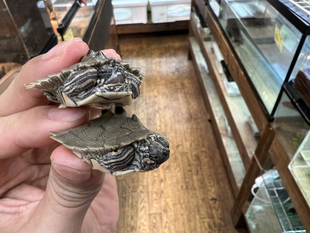 キタクロコブチズガメ（尾切れ）(3)