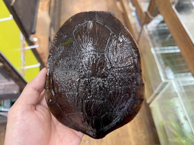 マッコードナガクビガメ（完品）