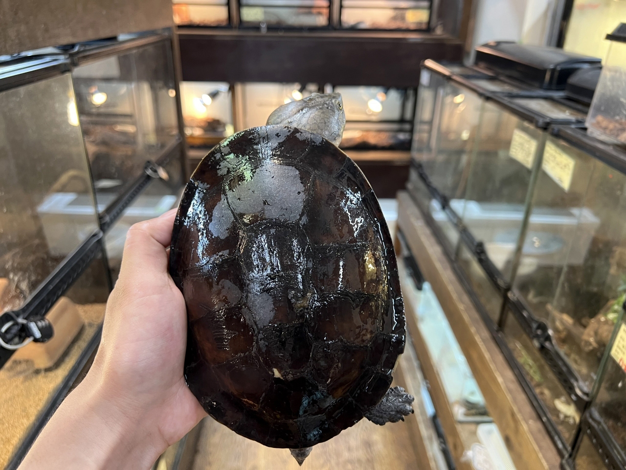 ウェルムスカエルガメ(1)