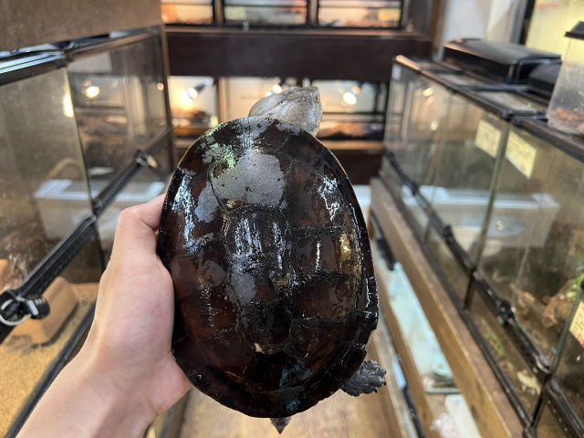 ウェルムスカエルガメ