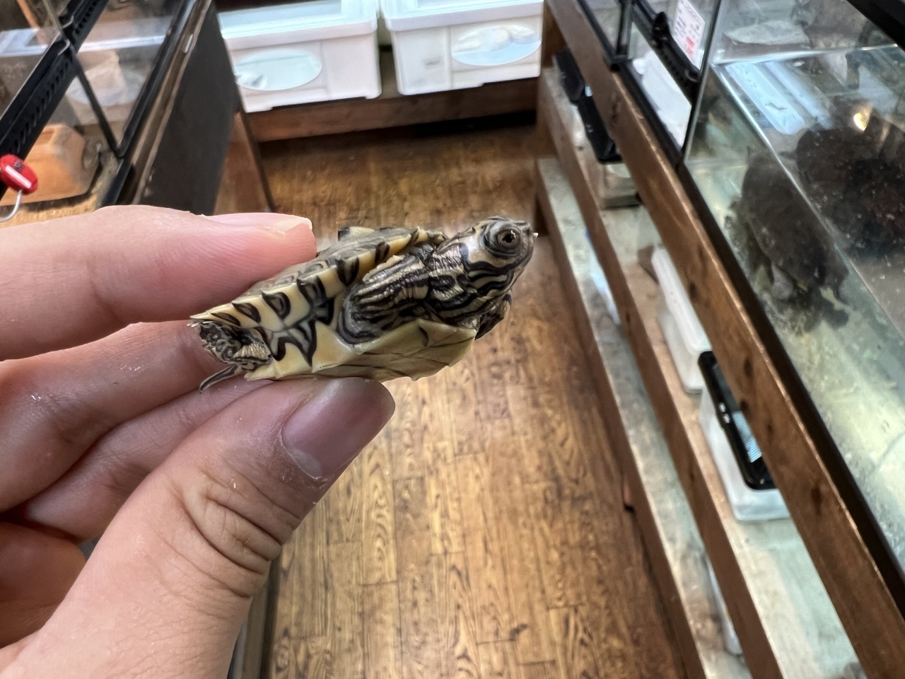 バーバーチズガメ（多甲板）(2)