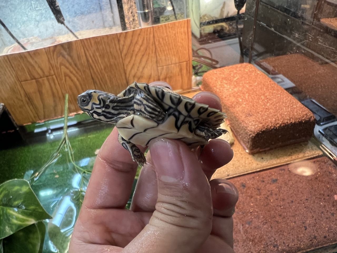 バーバーチズガメ(3)