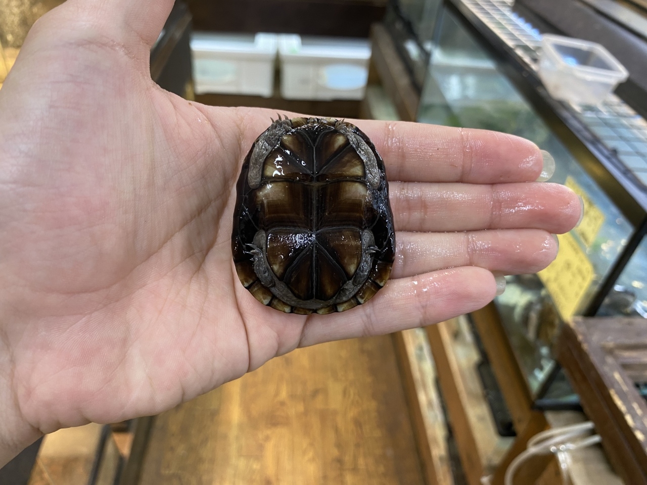 トウブドロガメ(2)