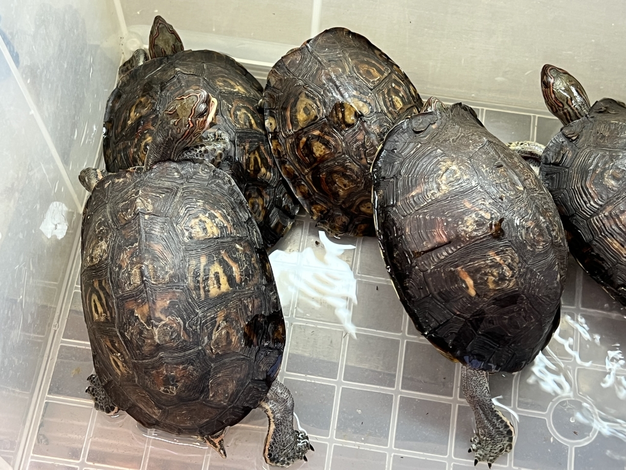 コスタリカアカスジヤマガメ(1)