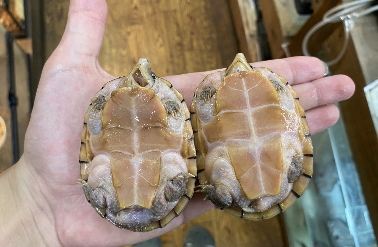 オオアタマヒメニオイガメ(3)
