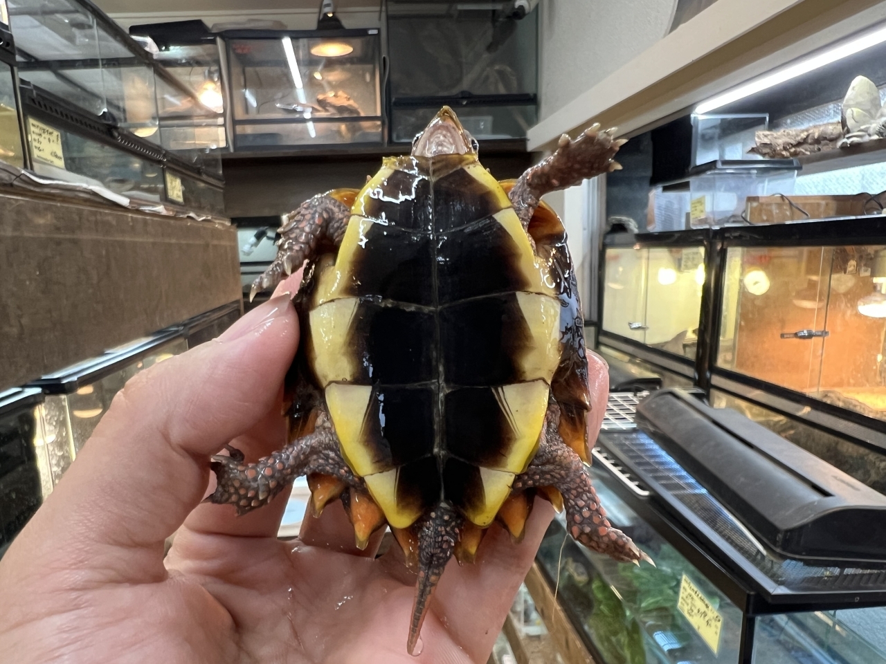 スペングラーヤマガメ（No.1）(4)