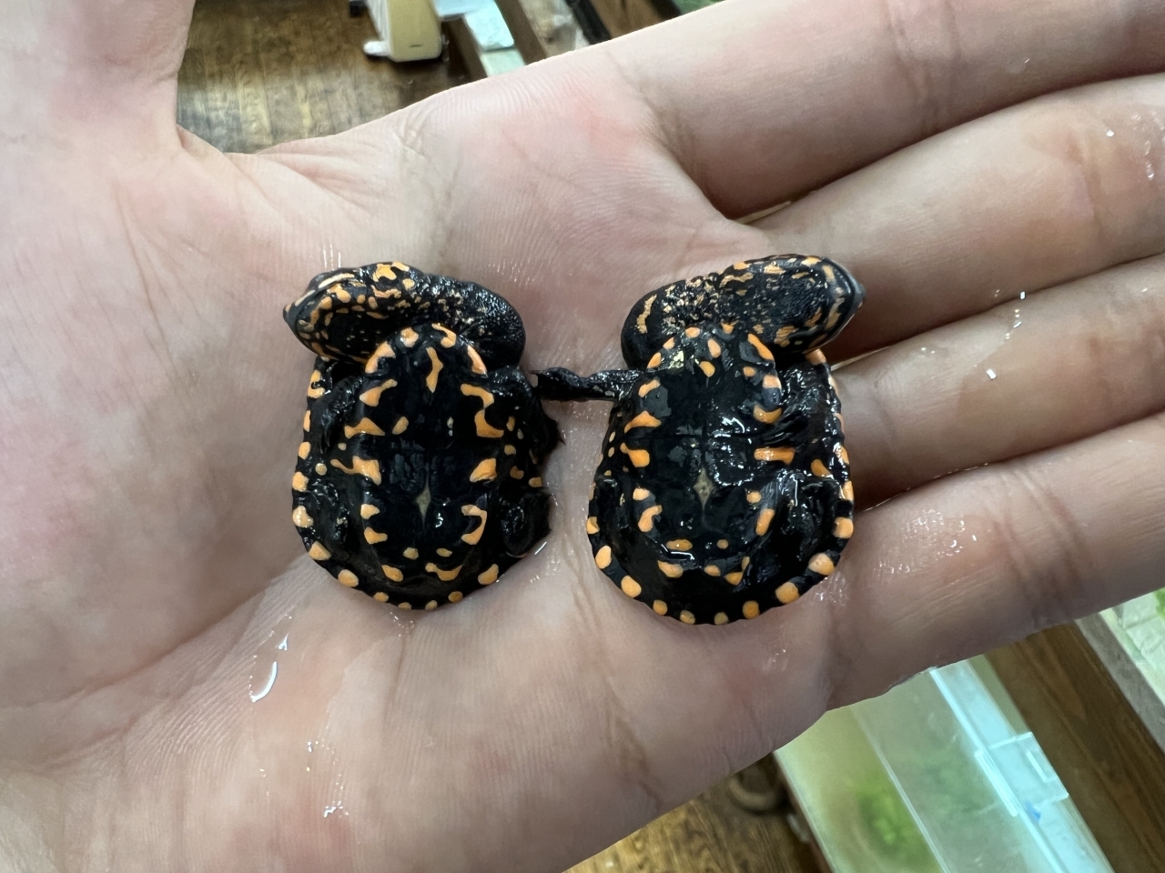 グナレンナガクビガメ(5)