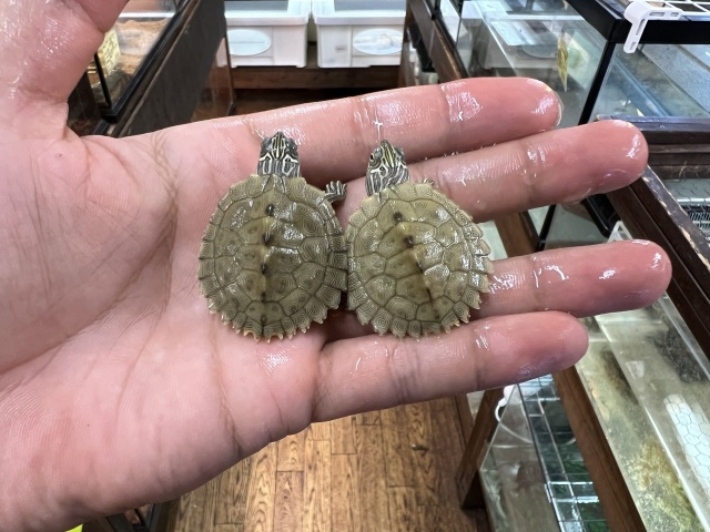 ケイグルチズガメ