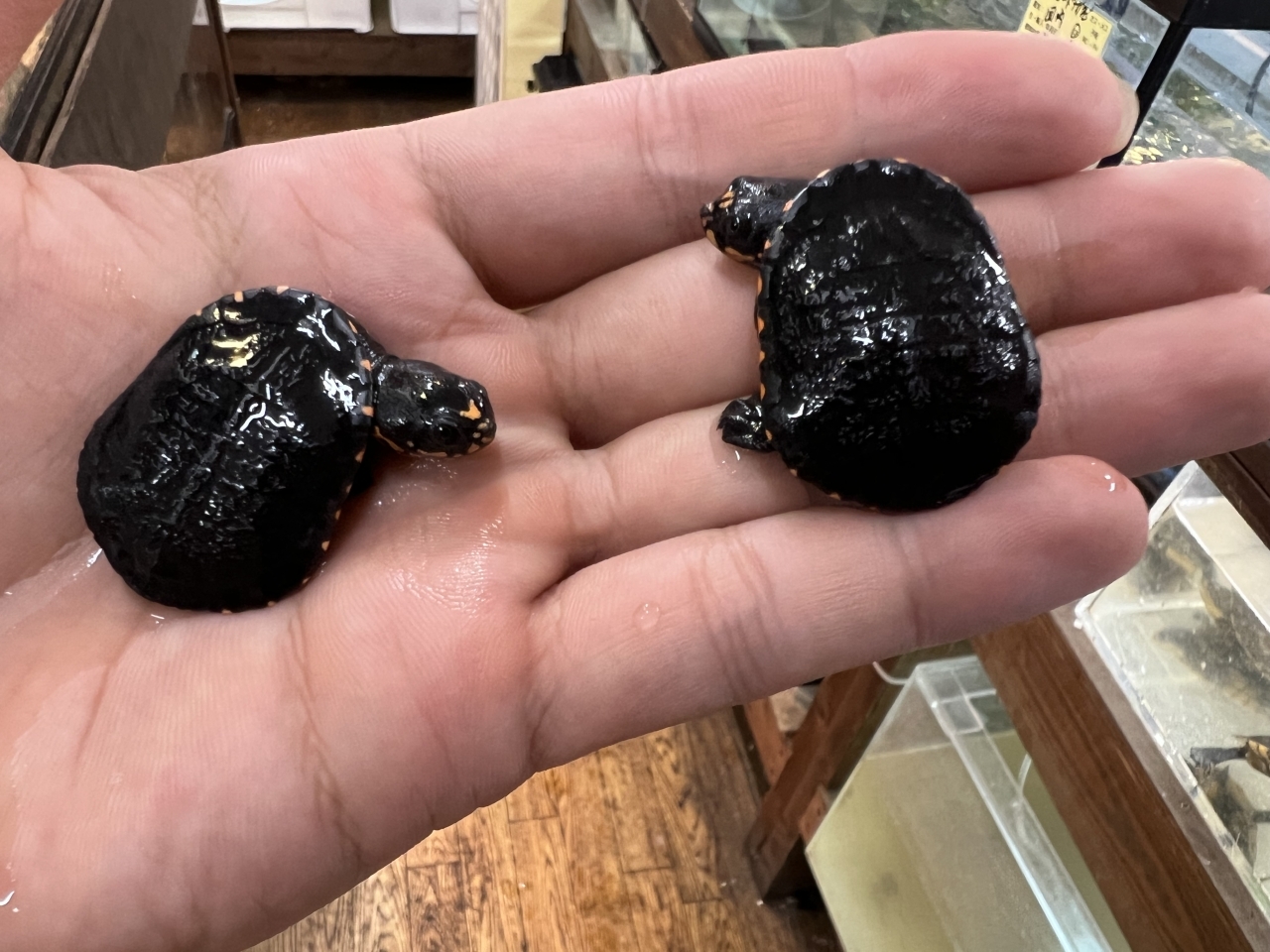 グナレンナガクビガメ(4)