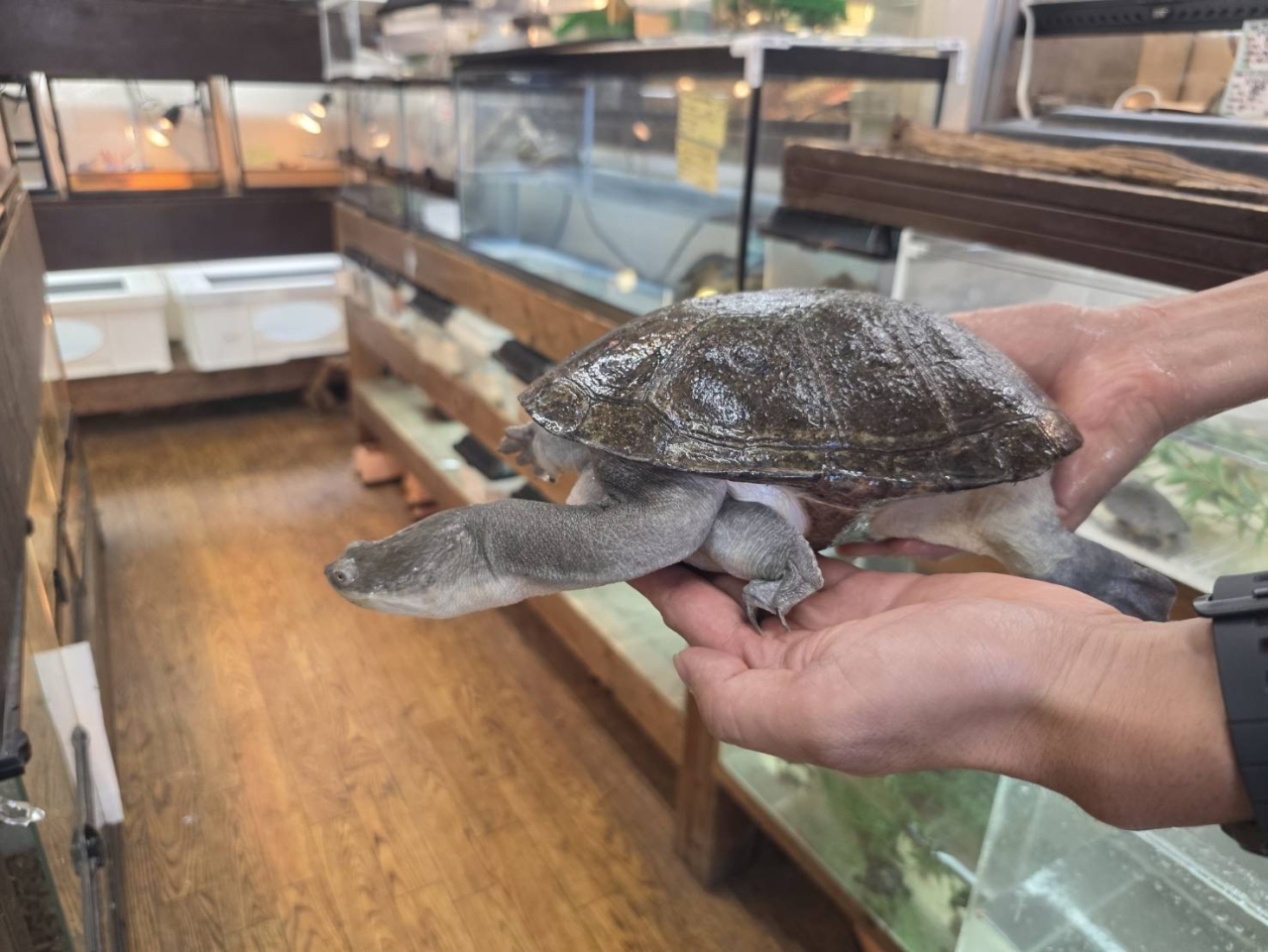 ジーベンロックナガクビガメ(2)