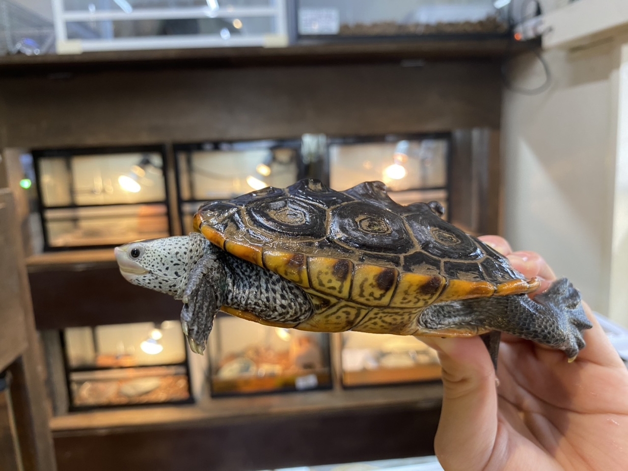 テキサスダイヤモンドバックテラピン(3)