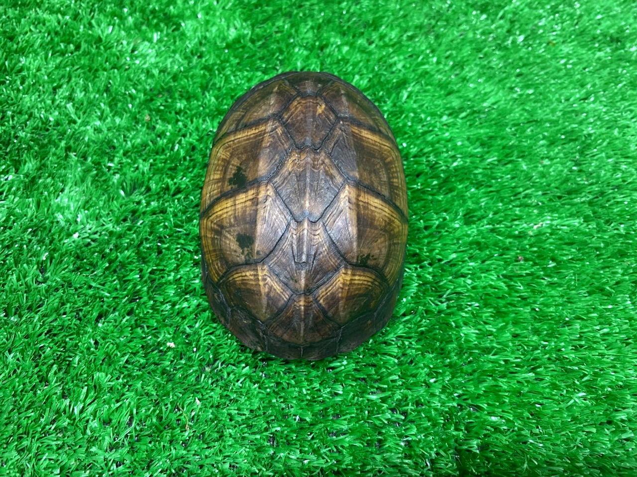ホオアカドロガメ(2)