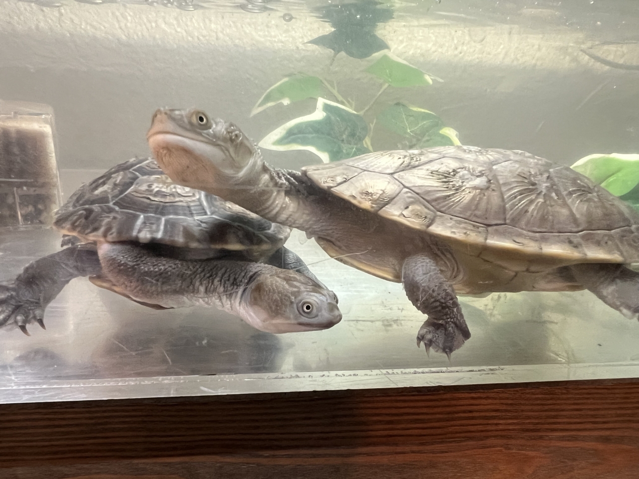 チモールナガクビガメ(1)