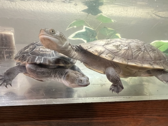 チモールナガクビガメ