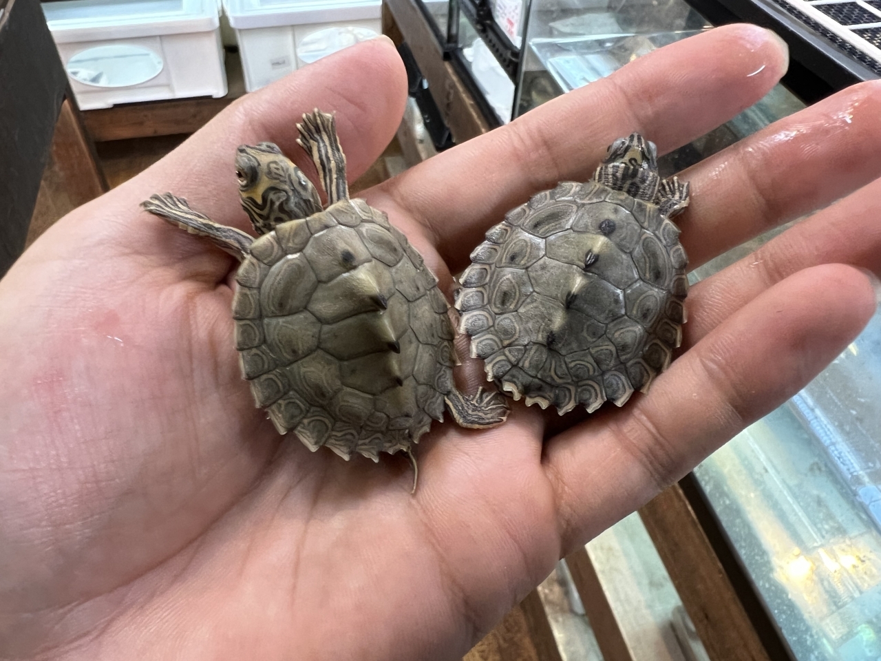 バーバーチズガメ（多甲板）(1)