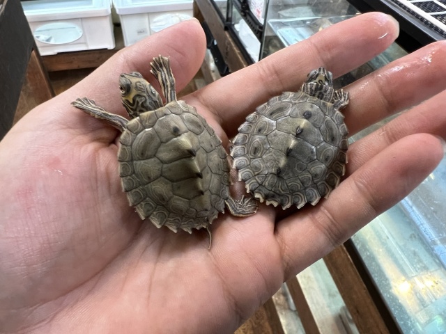 バーバーチズガメ（多甲板）