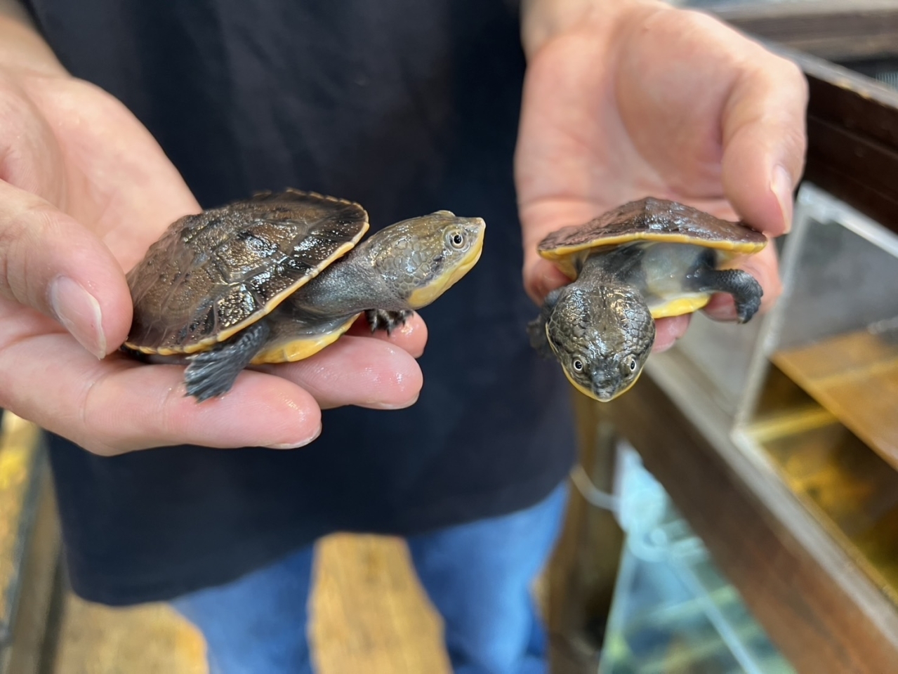 ウェルムスカエルガメ(3)