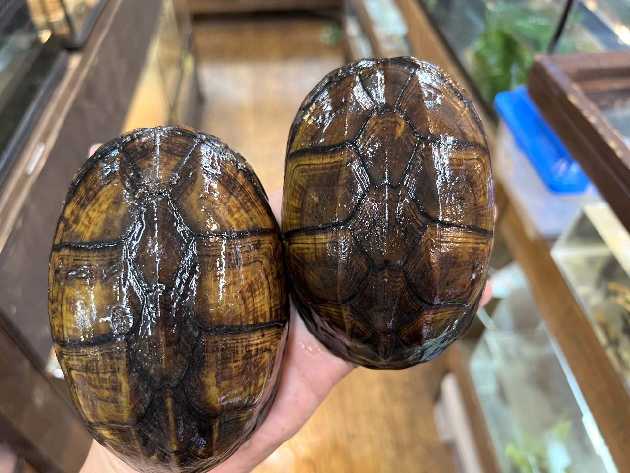 ホオアカドロガメ(1)