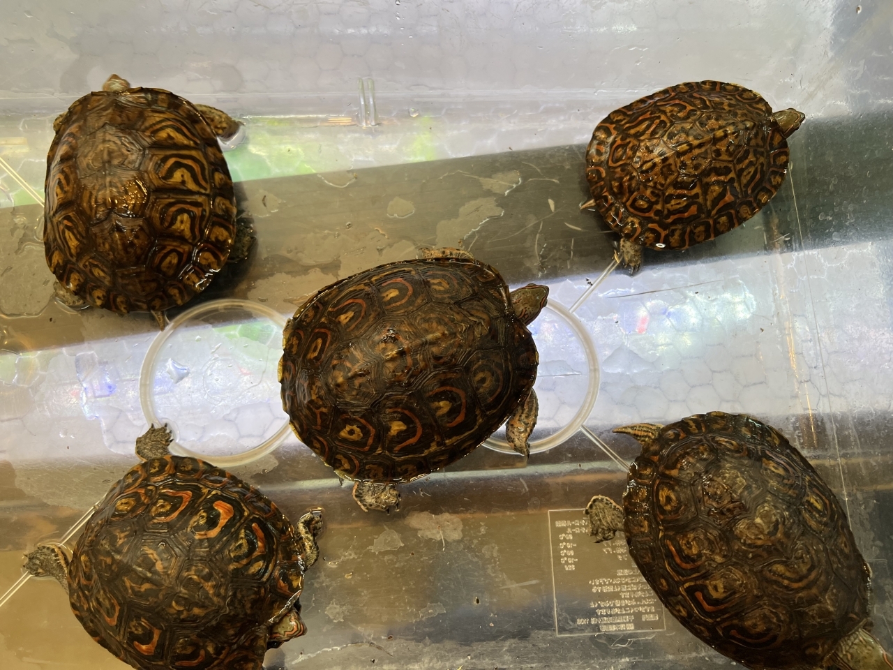 コスタリカアカスジヤマガメ(2)