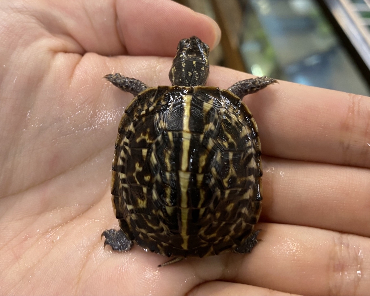 フロリダハコガメ(1)