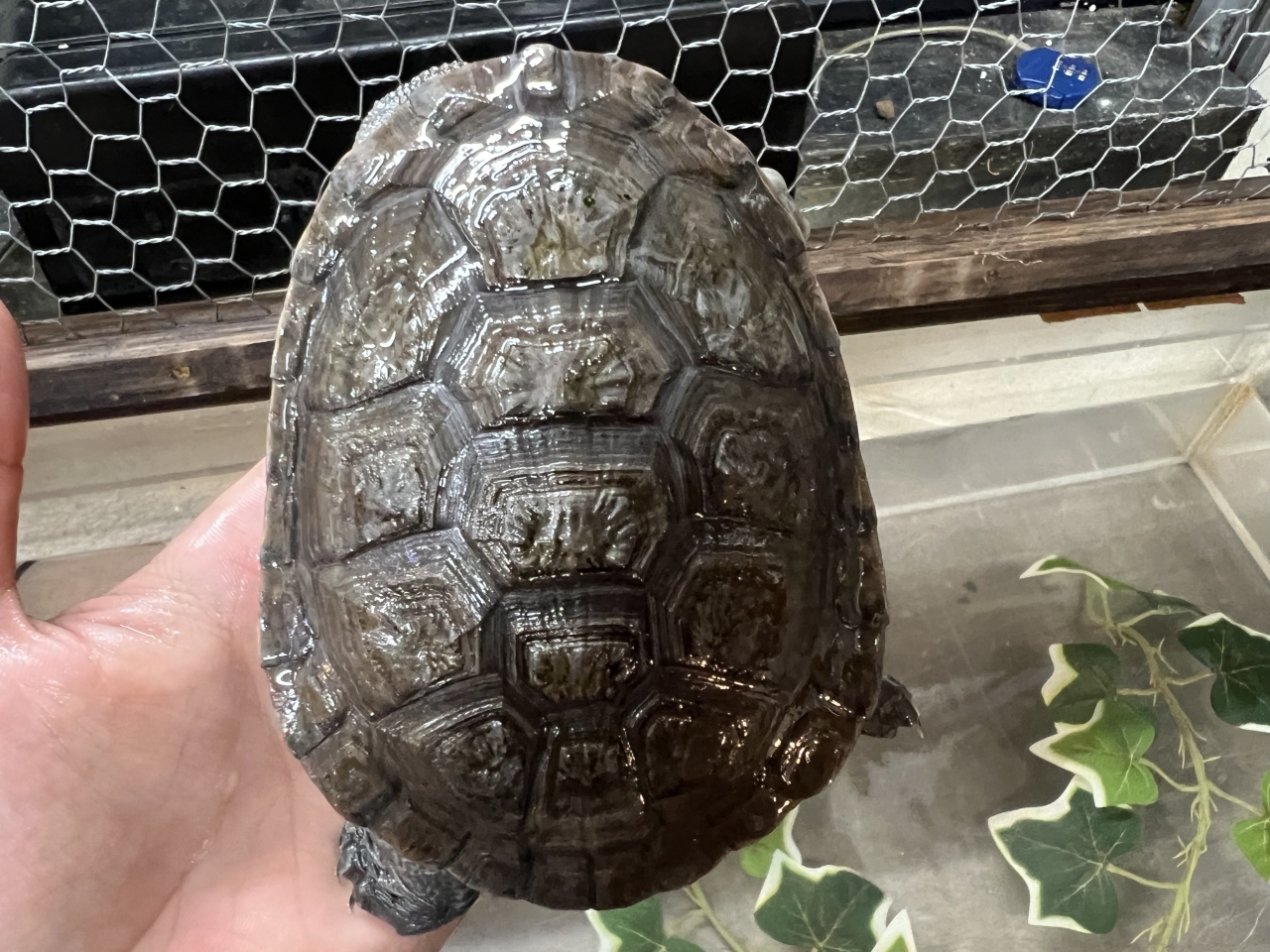 チモールナガクビガメ(2)