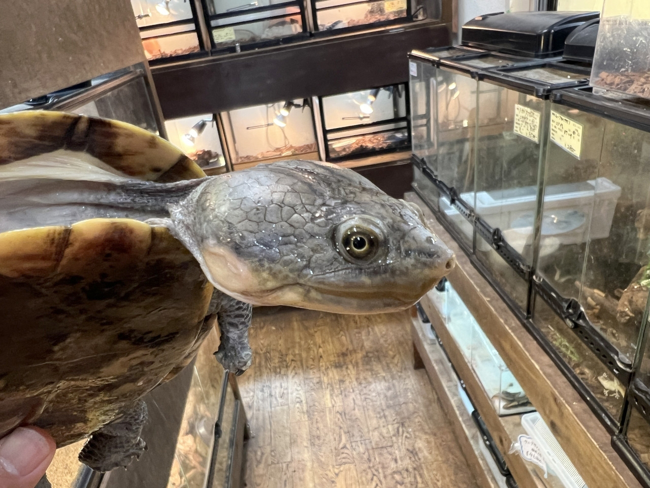 ウェルムスカエルガメ(3)