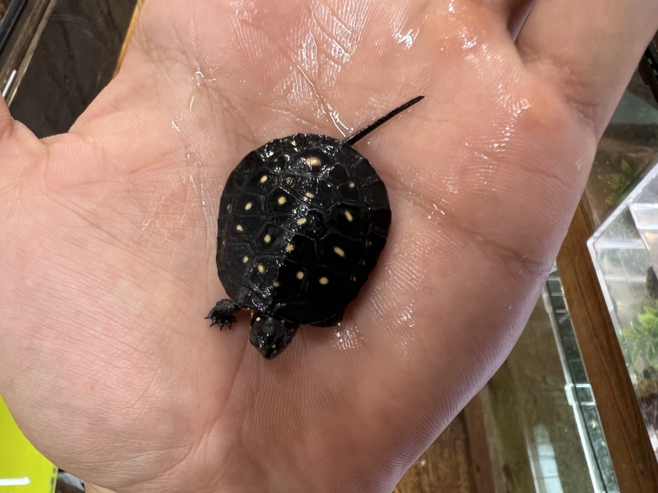 キボシイシガメ（多甲板）(2)