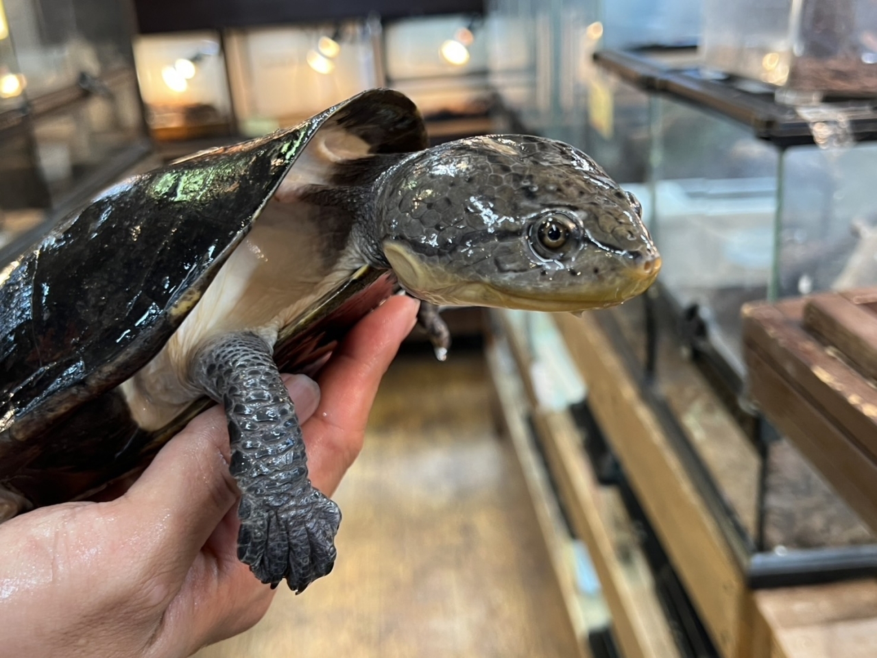 ウェルムスカエルガメ(4)