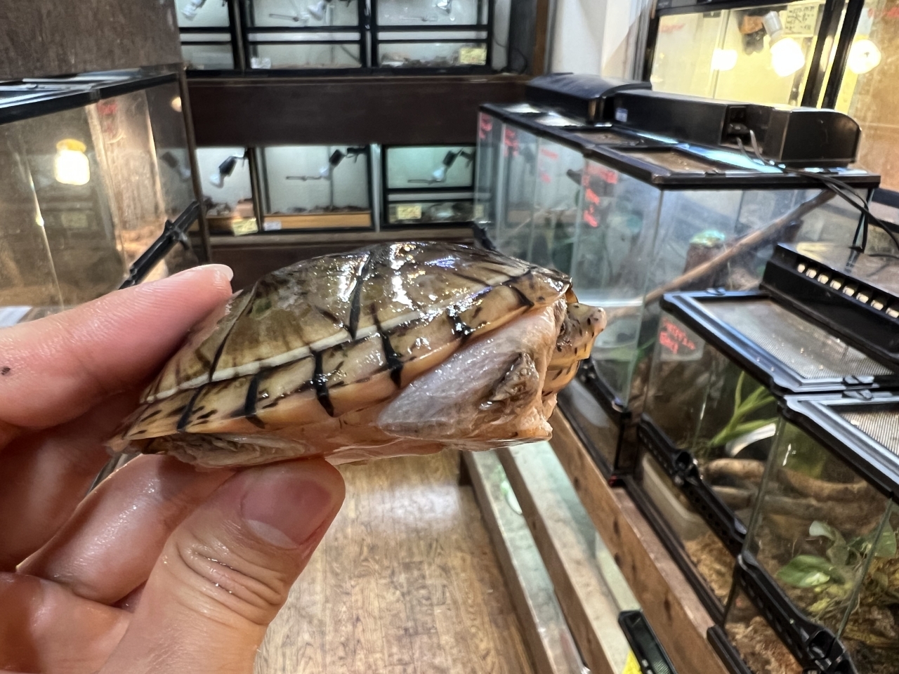 オオアタマヒメニオイガメ（No.1）(3)