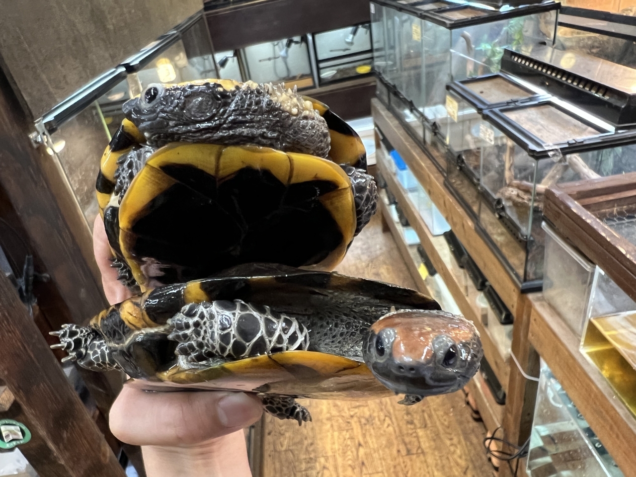 ヒラタヘビクビガメ(3)