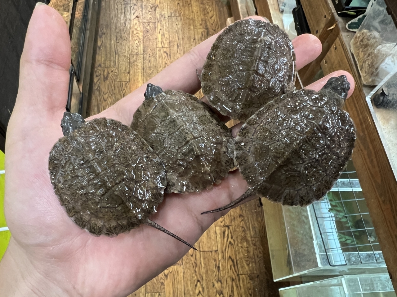 モリイシガメ(1)