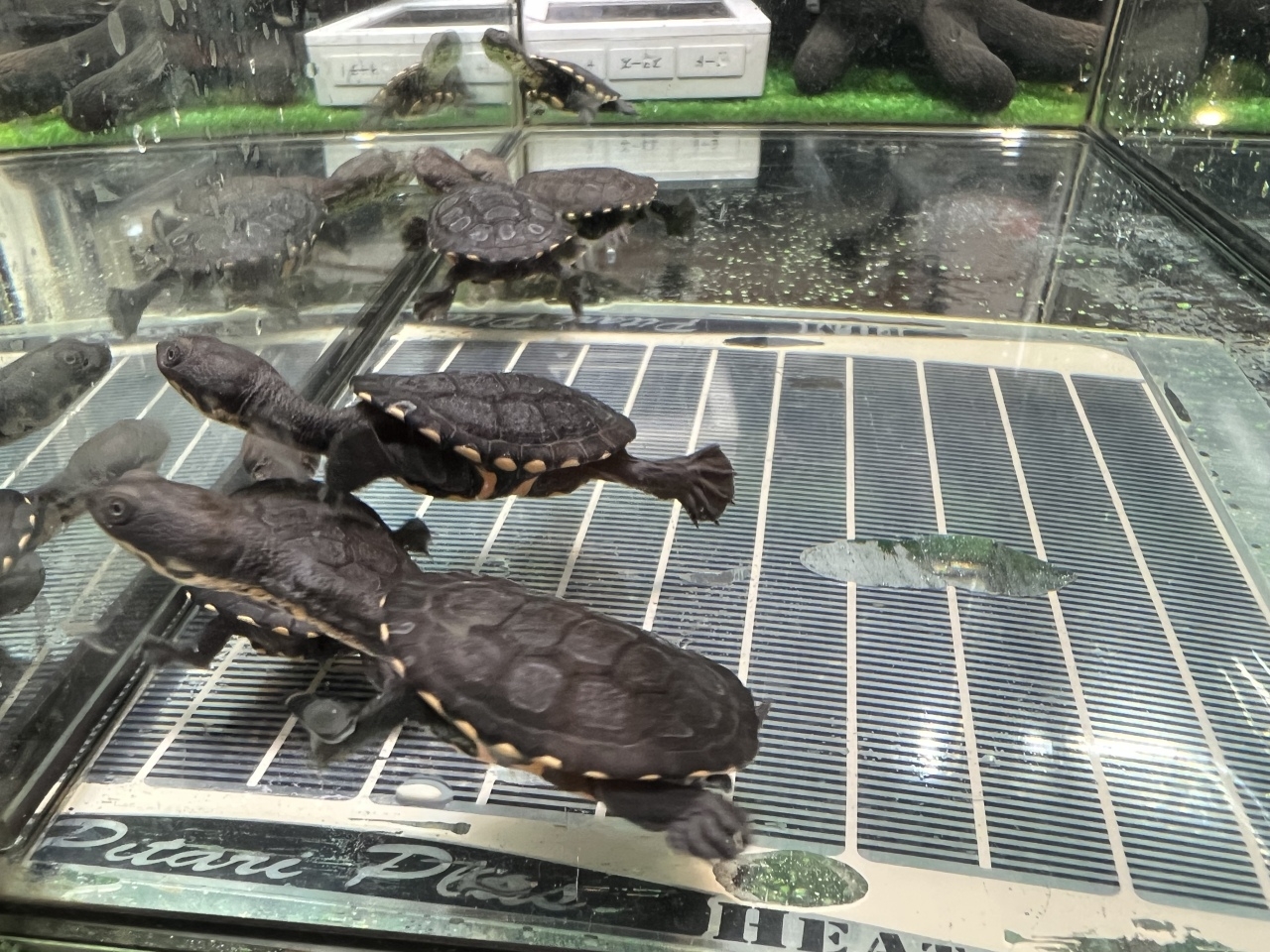 チモールナガクビガメ(2)