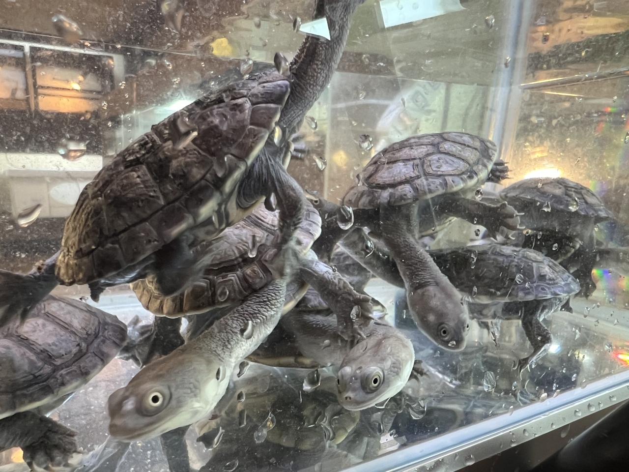 チモールナガクビガメ(5)