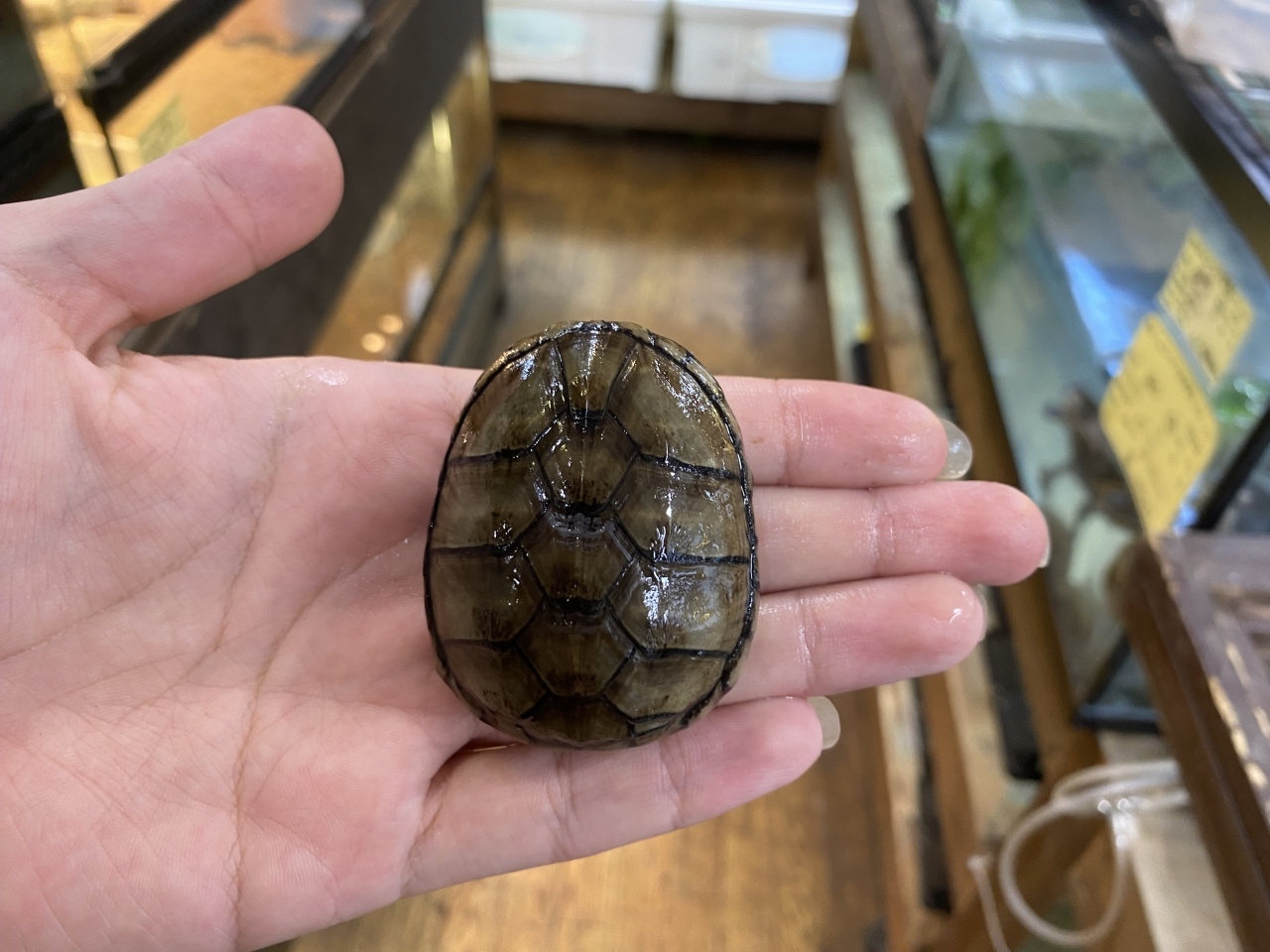 トウブドロガメ(1)