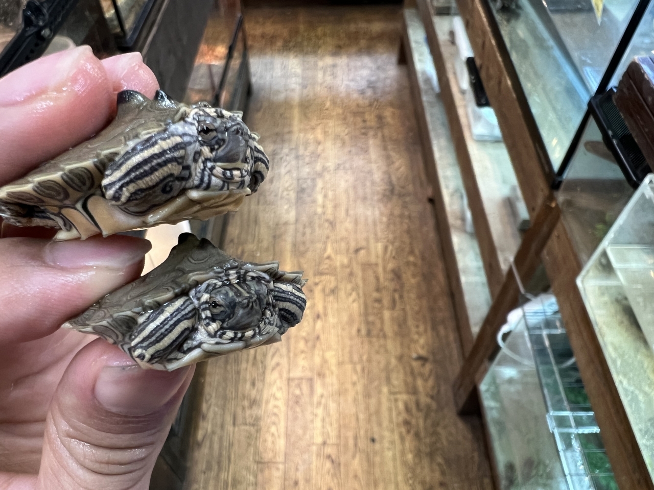 キタクロコブチズガメ(3)