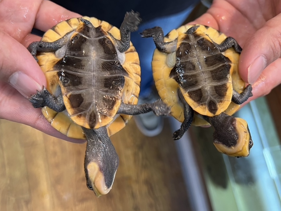 ウェルムスカエルガメ(4)