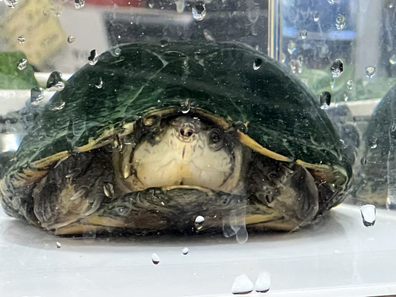 オアハカドロガメ(3)