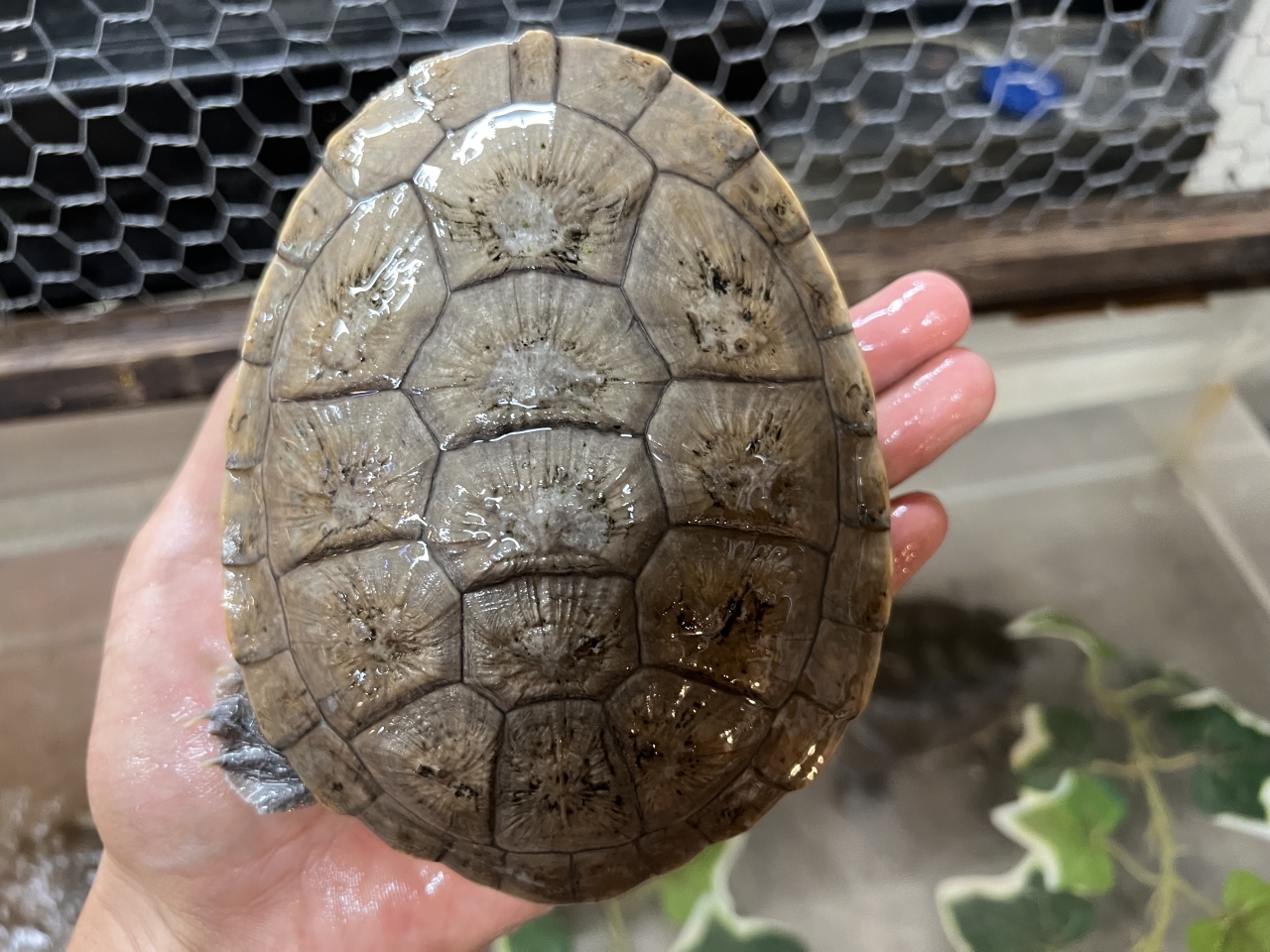 チモールナガクビガメ(4)