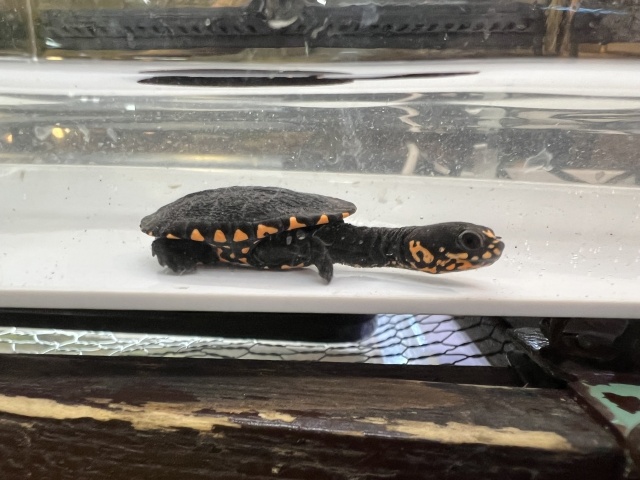 グナレンナガクビガメ