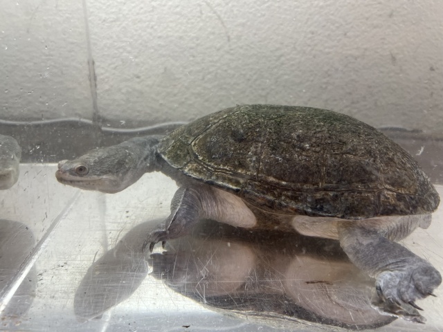 ジーベンロックナガクビガメ