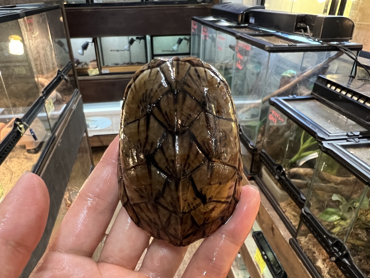 オオアタマヒメニオイガメ（No.1）(1)