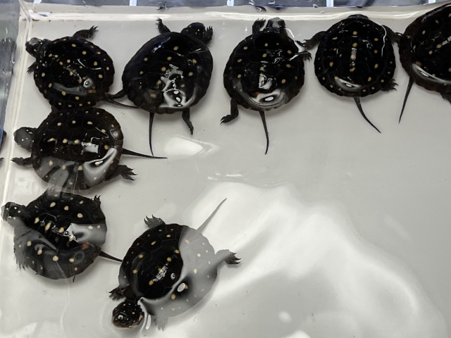 キボシイシガメ