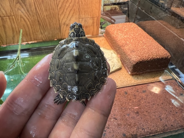 バーバーチズガメ