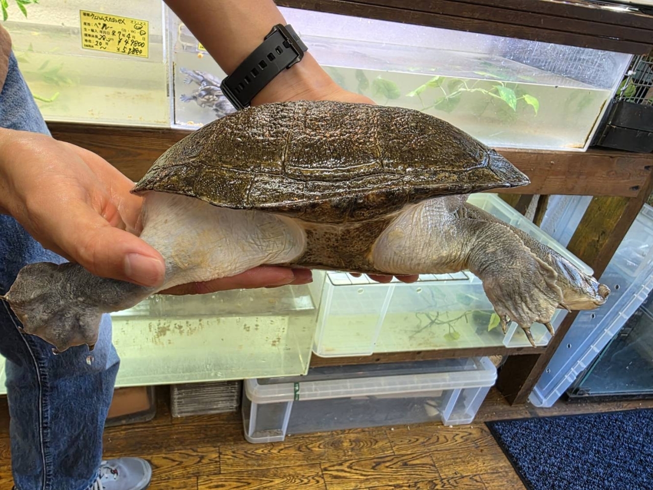 ジーベンロックナガクビガメ(3)